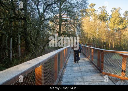 Wicklow, Irlanda - Gennaio 2nd 2023: Passeggiata sulla cima degli alberi di Avondale a Avondale House e Forest Park Foto Stock