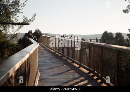 Wicklow, Irlanda - Gennaio 2nd 2023: Passeggiata sulla cima degli alberi di Avondale a Avondale House e Forest Park Foto Stock