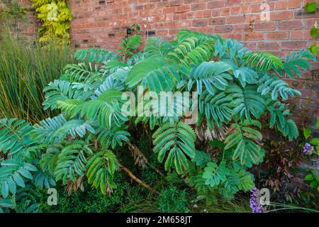 Melianthus Major (fiore di miele) foglie ricoperte di rugiada Foto Stock