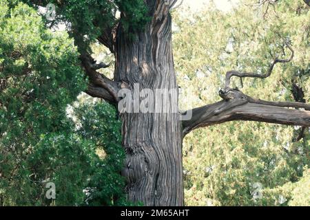 Primo piano di un cedro rosso orientale con rami verdi alla luce del sole Foto Stock