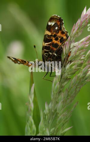 Primo piano naturale con angolo verso l'alto sulla colorata versione arancione della farfalla della mappa, Araschnia levana Foto Stock