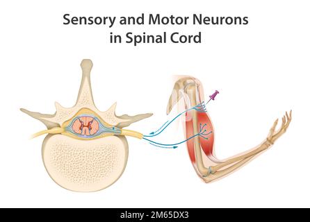 Neuroni sensoriali e motori nel midollo spinale Foto Stock