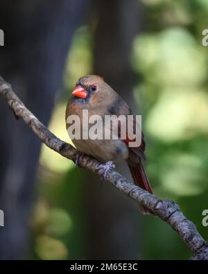 Un colpo verticale di una femmina cardinale settentrionale vicino al muro Foto Stock