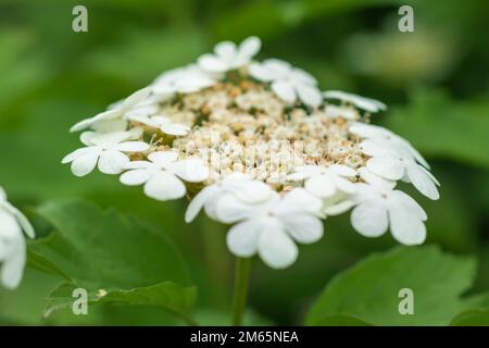 Fiore bianco del viburno in primo piano su uno sfondo di foglie verdi, primavera, sfondo floreale Foto Stock