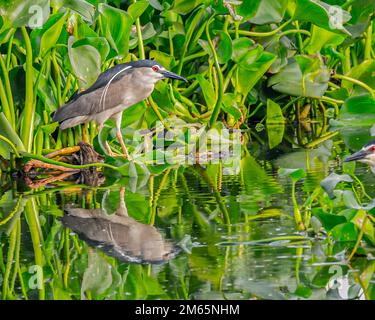 Un airone nero coronato di notte che riposa su un lago Foto Stock