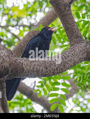 Un koel asiatico che riposa all'ombra dell'albero Foto Stock