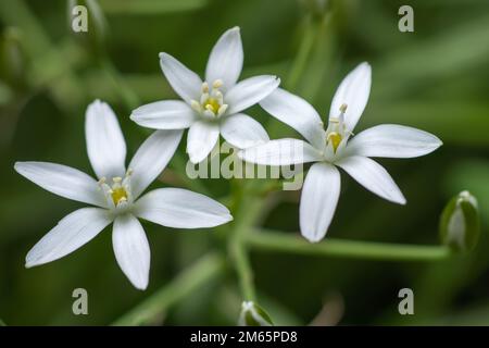 Ornithogalum fiori. bella fioritura nel giardino primaverile. Molti fiori bianchi di Ornithogalum. Ornithogalum umbellatum graminacee in fiore, orn piccolo Foto Stock