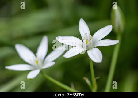 Ornithogalum fiori. bella fioritura nel giardino primaverile. Molti fiori bianchi di Ornithogalum. Ornithogalum umbellatum graminacee in fiore, orn piccolo Foto Stock