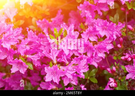 Una boccola grande rododendro in fiore nel giardino botanico. Molti fiori di colore rosa rododendro, bellissimo sfondo. Foto Stock