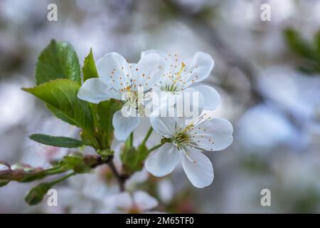 Fiore di Ciliegio in piena fioritura. Fiori di Ciliegio in piccoli gruppi su un albero ciliegio succursale, in Dissolvenza al bianco. Profondità di campo. Focus sul centro fl Foto Stock