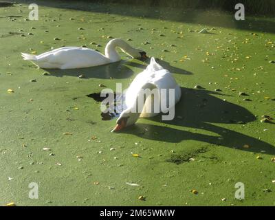 Paesi Bassi, cigni muti mangiare alghe su un lago. Foto Stock