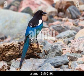 Magpie con belle piume blu, verde, arroccato su un tronco caduto con rocce e massi sullo sfondo. Foto Stock