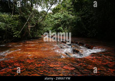 Red jasper letto fiume circondato dalla foresta a Quebrada de Jaspe, Jasper Creek, Gran Sabana, Venezuela Foto Stock