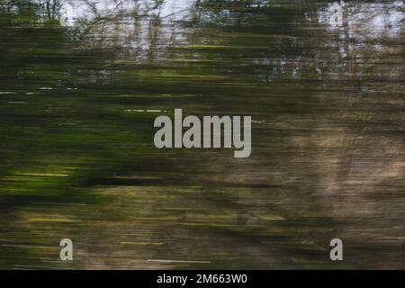 Sfocatura in movimento degli alberi presi da un veicolo in movimento su una strada che attraversa una foresta in campagna Foto Stock