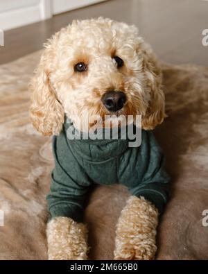 Cockapoo Dog in piedi sul divano verde indossando un ponticello verde invernale Foto Stock