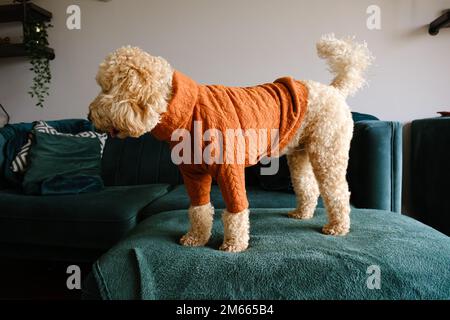 Cockapoo Dog in piedi sul divano verde indossando un ponticello arancione invernale Foto Stock