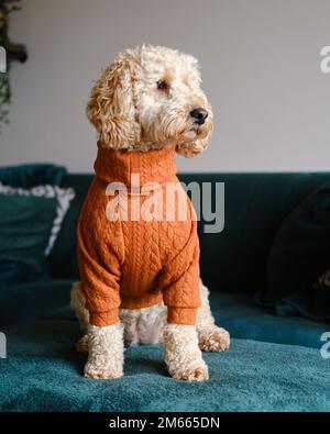 Cockapoo Dog in piedi sul divano verde indossando un ponticello arancione invernale Foto Stock