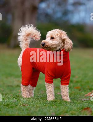 Cane da Cockapoo in pile rosse all'aperto nel parco Foto Stock