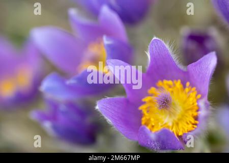 Pasque Flower, Parco Nazionale Podyji, Moravia Meridionale, Repubblica Ceca Foto Stock