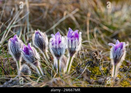 Pasque Flower, Parco Nazionale Podyji, Moravia Meridionale, Repubblica Ceca Foto Stock