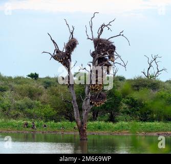 Vecchio albero con nidi di uccelli tessitori sociali (tessitori mascherati meridionali, Ploceus velatus, e tessitori di bufalo dalle fatturate rosse, Bubalornis niger) a Sunset Dam, L Foto Stock