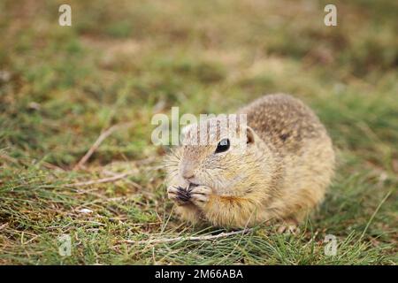 Scoiattolo di terra europeo in piedi sul prato. Spermophilus citellus Wildlife scena dalla natura. Scoiattolo macinato su prato Foto Stock