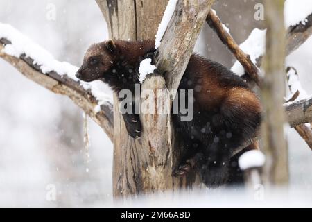 Wolverine (Gilo gilo) su branche d'albero in inverno. Wolverine in Finlandia tajga. Fauna selvatica scena sulla neve Foto Stock