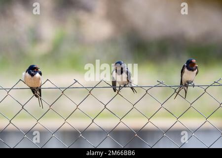 Fienile, su una griglia metallica, Hirundo rustica, Montgai, Catalogna, Spagna Foto Stock