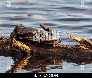 Tartarughe dipinte che riposano su un tronco nello stagno con muschio d'acqua giglio e che mostrano il suo guscio di tartaruga, testa, zampe nel suo ambiente e habitat. Foto Stock