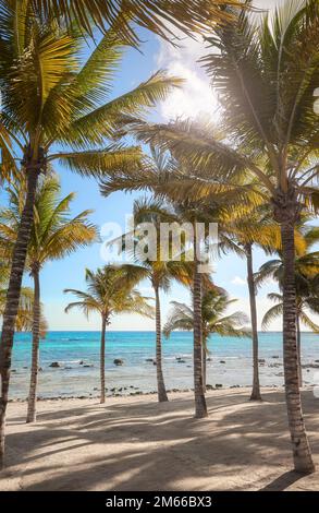 Bella spiaggia con palme da cocco in una giornata di sole. Foto Stock