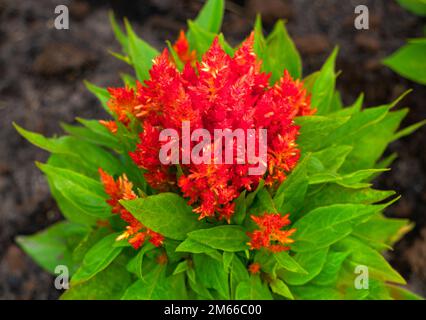 Splendidi fiori di celosia rossa in un primo piano giardino fiorito. Foto Stock