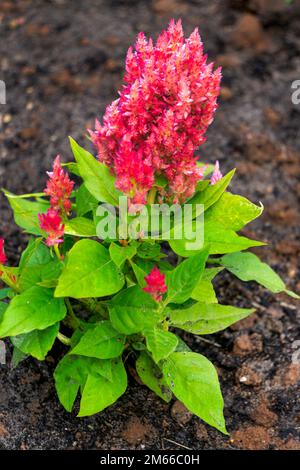 Splendidi fiori di celosia rossa in un primo piano giardino fiorito. Foto Stock