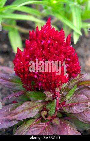 Splendidi fiori di celosia rossa in un primo piano giardino fiorito. Foto Stock