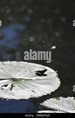 Una rana verde americana è seduta su un grande cuscinetto di ninfee circondato da altri tappetini di ninfee e vegetazione galleggiante in uno stagno. Foto Stock