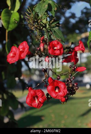 365 Fiori rossi e scuri del cardinale del superriduttore fioriscono al Munro Martin Parklands. Cairns-Australia. Foto Stock