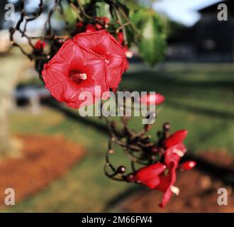 366 Fiori rossi e scuri del cardinale del superriduttore fioriscono al Munro Martin Parklands. Cairns-Australia. Foto Stock