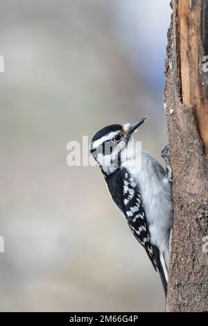 Femmina, peloso, picchio, Leuconotopicus villosus, mangiare cibo Foto Stock