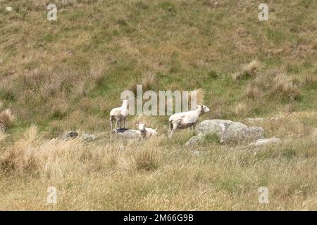 Un piccolo gregge di pecore pascolano su un prato collinare nelle vicinanze della Nuova Zelanda. Agricoltura. Foto Stock