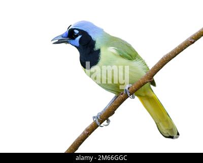 Jay verde (Cyanocorax yncas [luxuosus]) isolato su sfondo bianco. Foto Stock