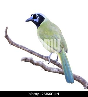 Jay verde (Cyanocorax yncas [luxuosus]) isolato su sfondo bianco. Foto Stock