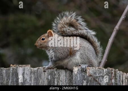 Chicago, Stati Uniti. 2 gennaio 2023. Uno scoiattolo grigio orientale (Sciurus carolinensis) è visto in un giardino in un sobborgo occidentale di Chicago. Gli scoiattoli grigi sono le specie di scoiattolo più comuni in Nord America, non ibernano e sono uno dei pochi mammiferi che possono scendere prima una testa di albero, facendo così ruotando i piedi indietro. Credit: Stephen Chung / Alamy Live News Foto Stock