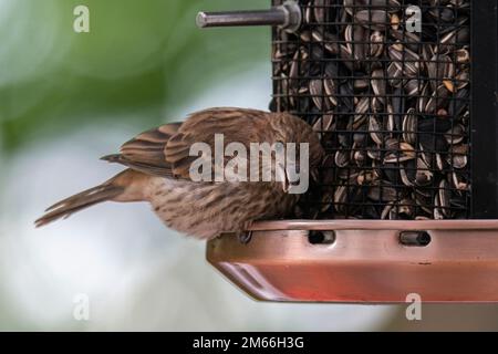 Casa Finch, Haemorhous mexicanus, femmina, piumaggio estivo su alimentatore a Laurentian, Quebec, Canada Foto Stock