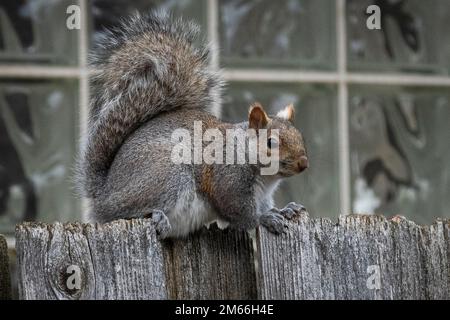 Chicago, Stati Uniti. 2 gennaio 2023. Uno scoiattolo grigio orientale (Sciurus carolinensis) è visto in un giardino in un sobborgo occidentale di Chicago. Gli scoiattoli grigi sono le specie di scoiattolo più comuni in Nord America, non ibernano e sono uno dei pochi mammiferi che possono scendere prima una testa di albero, facendo così ruotando i piedi indietro. Credit: Stephen Chung / Alamy Live News Foto Stock