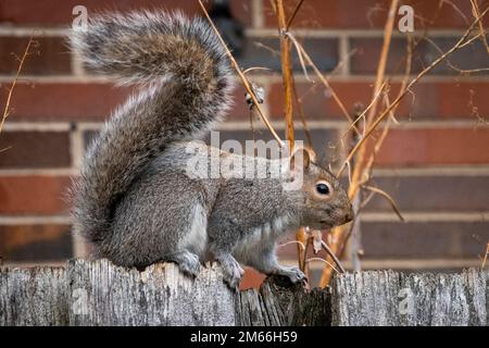 Chicago, Stati Uniti. 2 gennaio 2023. Uno scoiattolo grigio orientale (Sciurus carolinensis) è visto in un giardino in un sobborgo occidentale di Chicago. Gli scoiattoli grigi sono le specie di scoiattolo più comuni in Nord America, non ibernano e sono uno dei pochi mammiferi che possono scendere prima una testa di albero, facendo così ruotando i piedi indietro. Credit: Stephen Chung / Alamy Live News Foto Stock