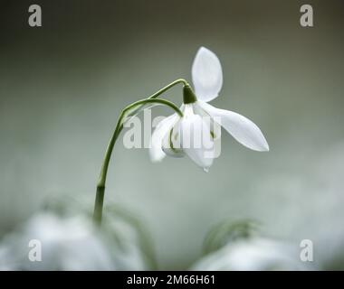 Fiori di Snowdop, primo piano, vista ad angolo basso di fiori di Snowdrop isolati Foto Stock