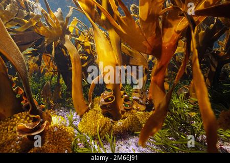 Alghe di kelp sott'acqua nell'oceano (Saccorhiza polyschides), Atlantico, Spagna, Galizia Foto Stock
