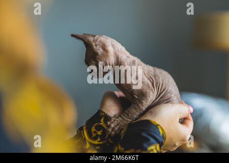 Un gatto Devon rex seduto nelle mani di una donna e guardando verso il basso. Concetto PET. Scatto medio. Foto di alta qualità Foto Stock