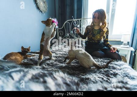 Un gatto Devon rex in piedi per prendere un giocattolo tenuto da una donna bionda seduta su un letto. Altri due gatti lo guardano giocare. Concetto PET. Scatto medio. Foto di alta qualità Foto Stock