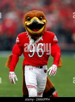 Gennaio 02, 2023. Utah Utes Mascot durante la partita del Rose Bowl del 2023 tra gli Utah Utes e gli Ohio state Buckeyes presso il Rose Bowl Stadium di Pasadena, California. John Green/CSM Foto Stock