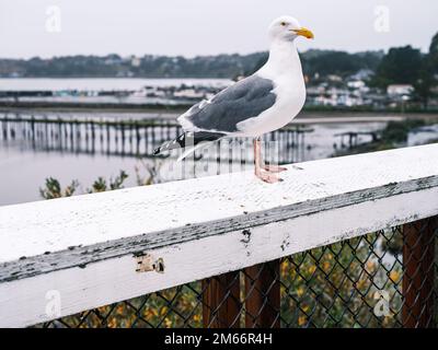 Pacific Seagull seduto sulla recinzione a Bodega Bay in un inverno giorni con un molo fatiscente sullo sfondo, California Foto Stock